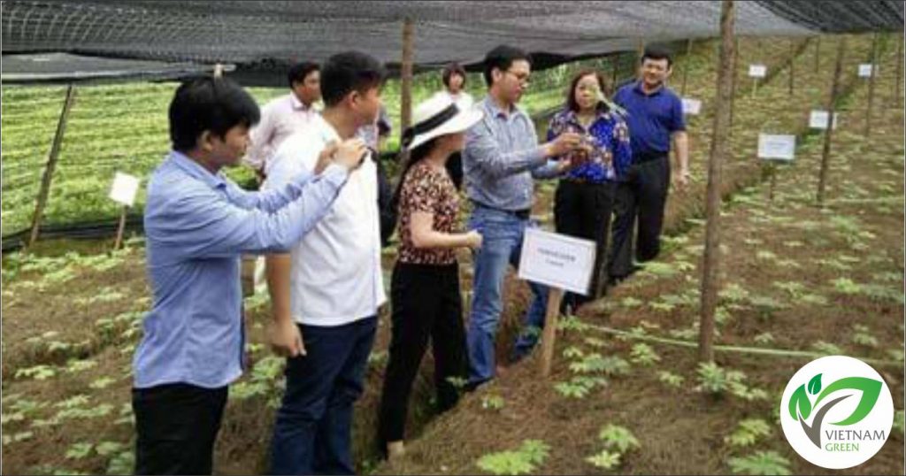 Đoàn học viện nông lâm tham quan nghiên cứu phát triển cây tam thất