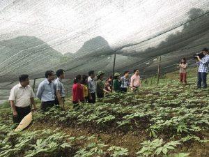 Lãnh đạo tỉnh Lào Cai lên thăm vườn Tam Thất